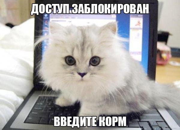 Котики .