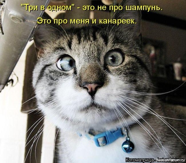 Почему кошек нельзя бить...