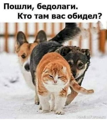 Коты и Кошки. Котята крошки. (часть 2)