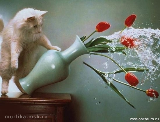 Коты и Кошки. Котята крошки.