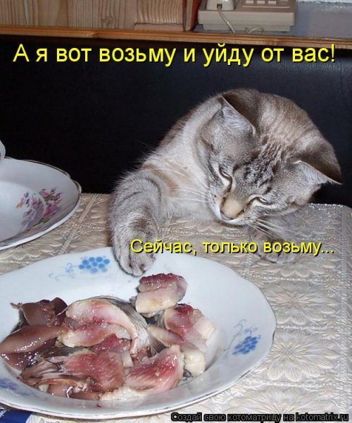 Весёлая котоматрица. Картинки про кошек