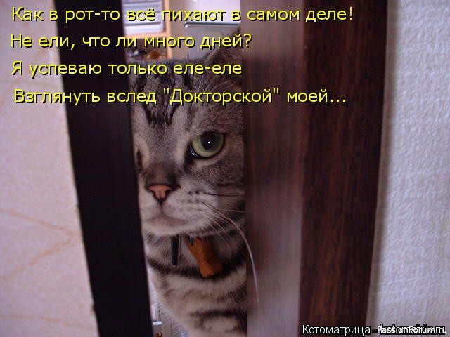 Почему кошек нельзя бить...