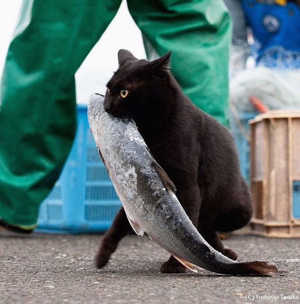 15 котов-воришек, попавшихся с поличным