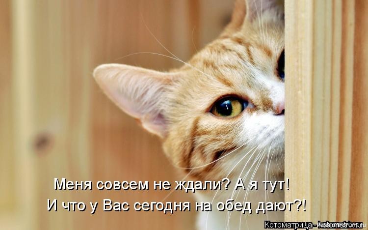 Без кота и жизнь не та!