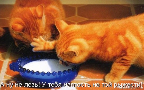 Коты и кошки 5 часть .