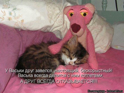 Коты и Кошки. Котята крошки.(3 часть)