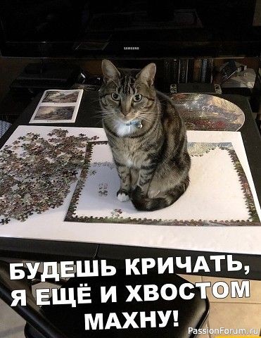 Народные приметы о котах.