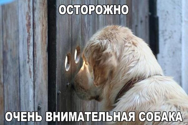 Животные картинки с надписями забавные и классные (26)