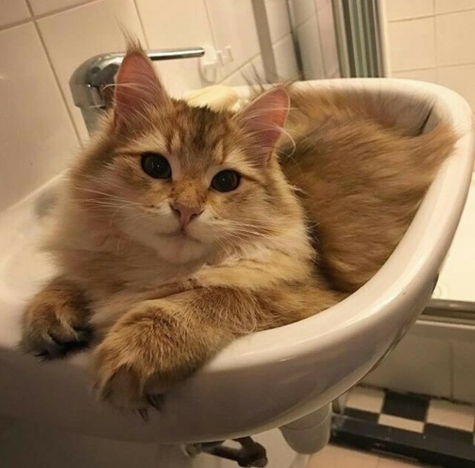 Наши КОТИКИ...