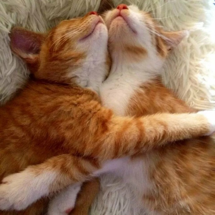 Наши КОТИКИ...