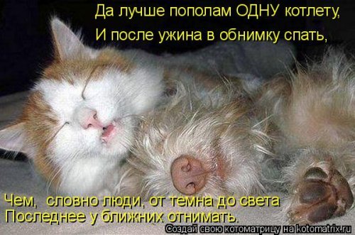 Коты и Кошки. Котята крошки.(3 часть)