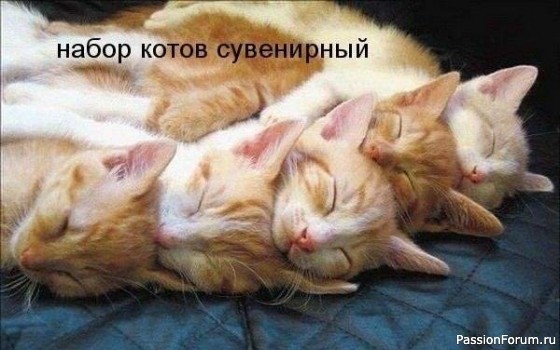 Коты и кошки 5 часть .