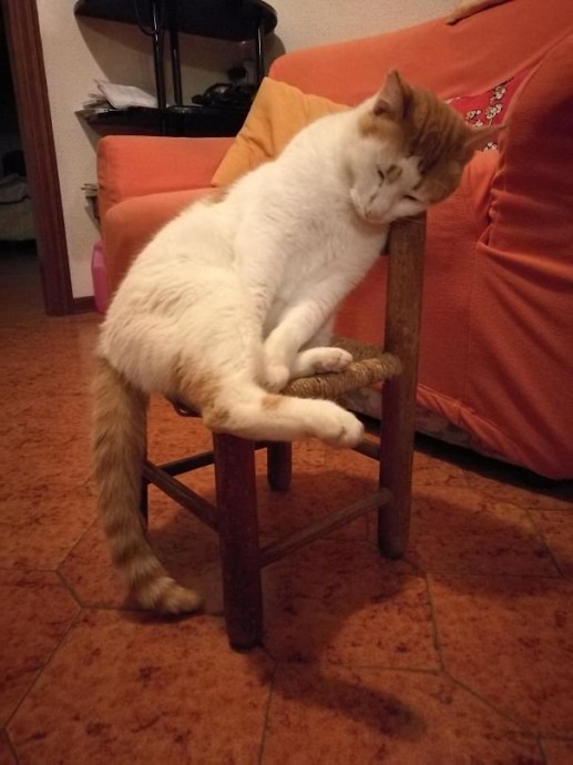 Наши КОТИКИ...