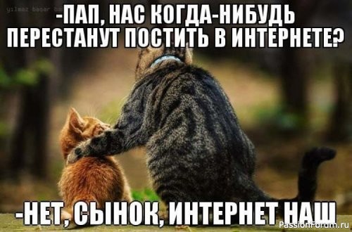 Народные приметы о котах.