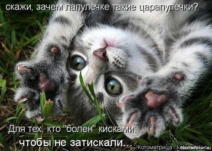 Почему кошек нельзя бить...