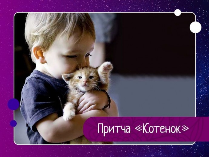 «Продаются котята».