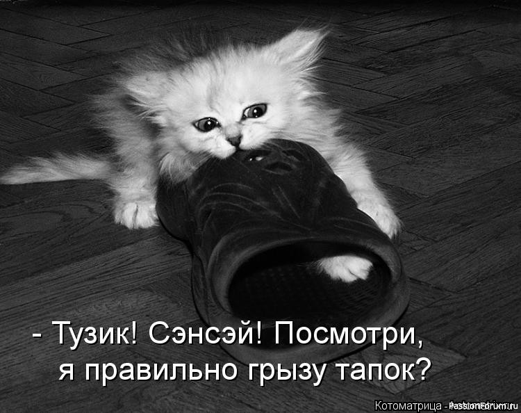 Коты и Кошки. Котята крошки. (часть 2)