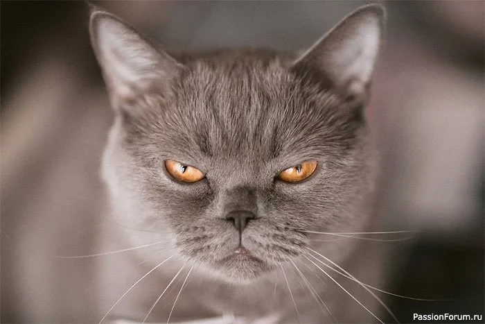 Сердитые котики: НО для хорошего настроения.