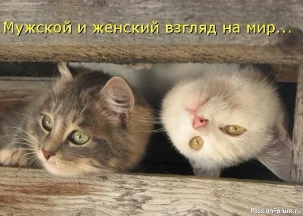 Народные приметы о котах.