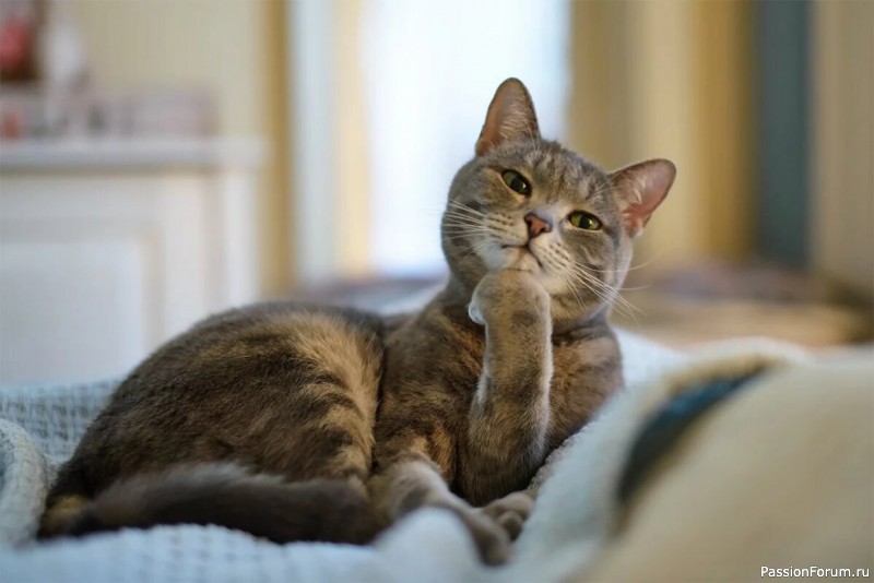 Чему можно поучиться у кошек.( с точки зрения кошки.)