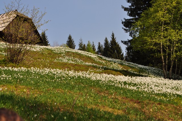 Весна в Альпах