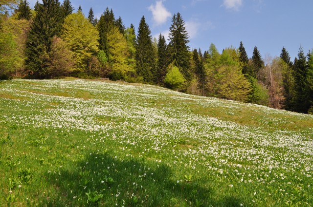 Весна в Альпах