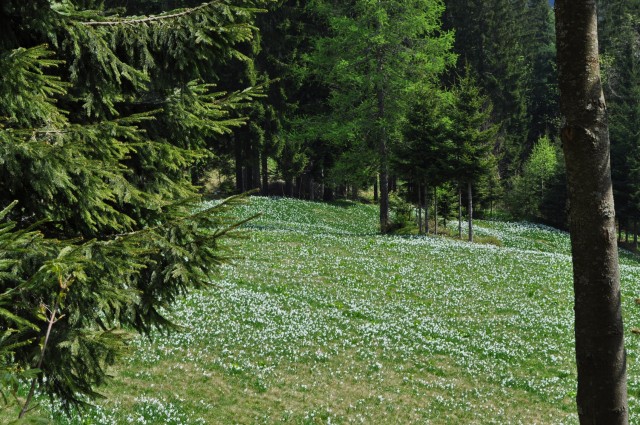 Весна в Альпах