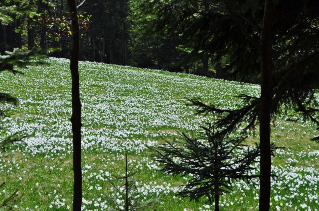 Весна в Альпах