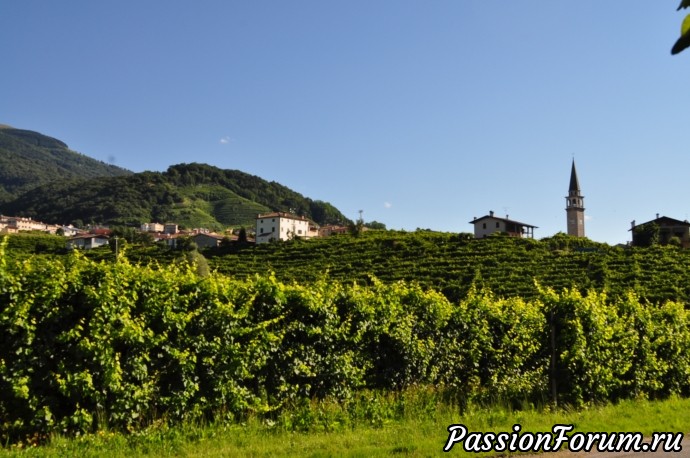 Родина вина Prosecсo- холмы Вальдоббьядине( colline valdobbiadene)