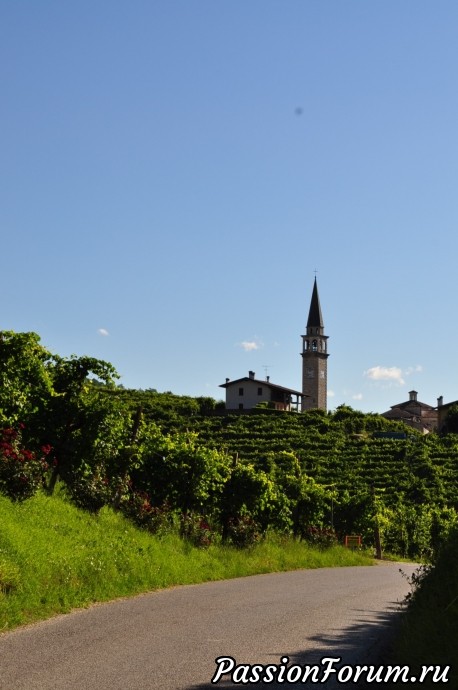 Родина вина Prosecсo- холмы Вальдоббьядине( colline valdobbiadene)