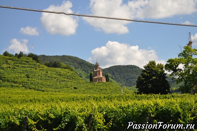 Родина вина Prosecсo- холмы Вальдоббьядине( colline valdobbiadene)