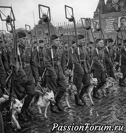 Четырехлапым защитникам Отечества Посвящается...