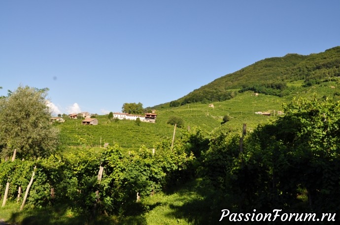 Родина вина Prosecсo- холмы Вальдоббьядине( colline valdobbiadene)