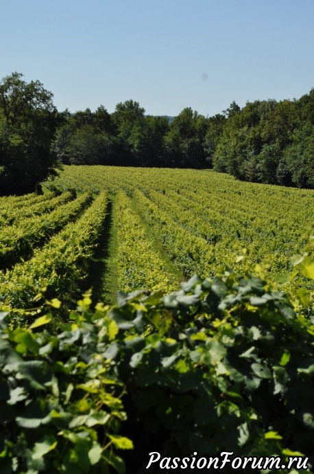 Родина вина Prosecсo- холмы Вальдоббьядине( colline valdobbiadene)