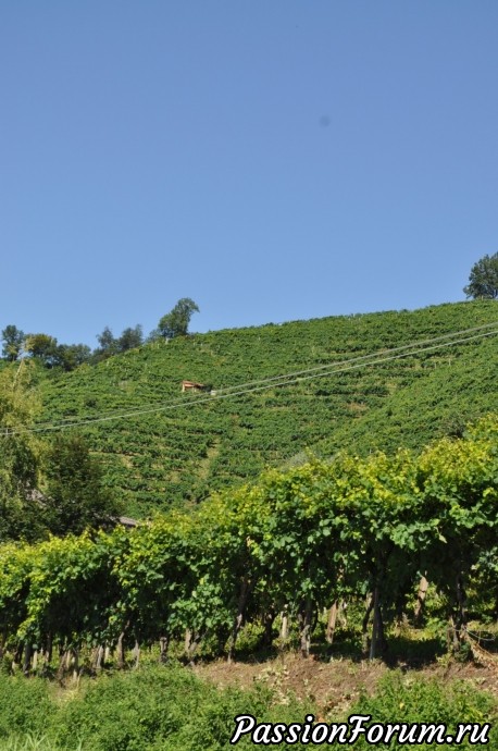 Родина вина Prosecсo- холмы Вальдоббьядине( colline valdobbiadene)