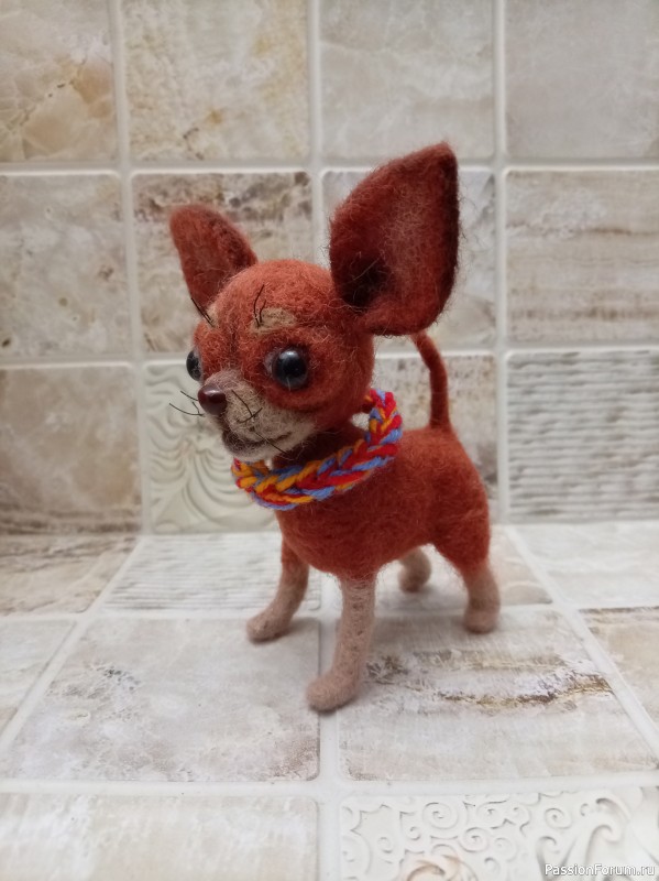 Чихуахуа Чихуахуа