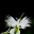 Arzu