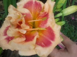 dasha2405 dasha2405