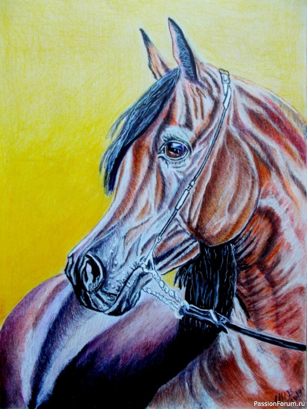 Портрет арабской лошади.
