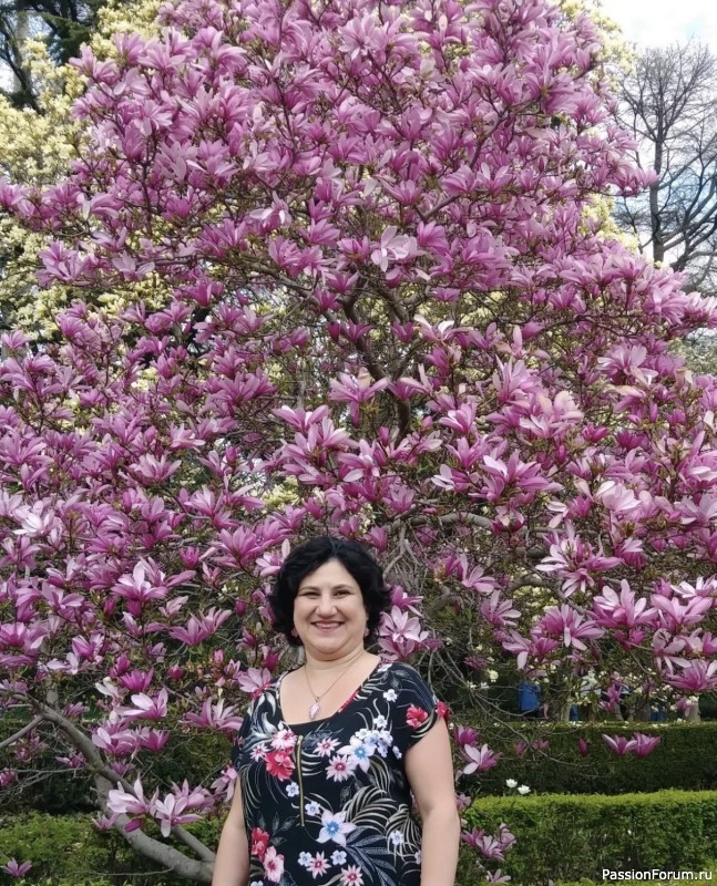 Рай на земле. Тюльпаны и сакура бруклинского ботанического сада.