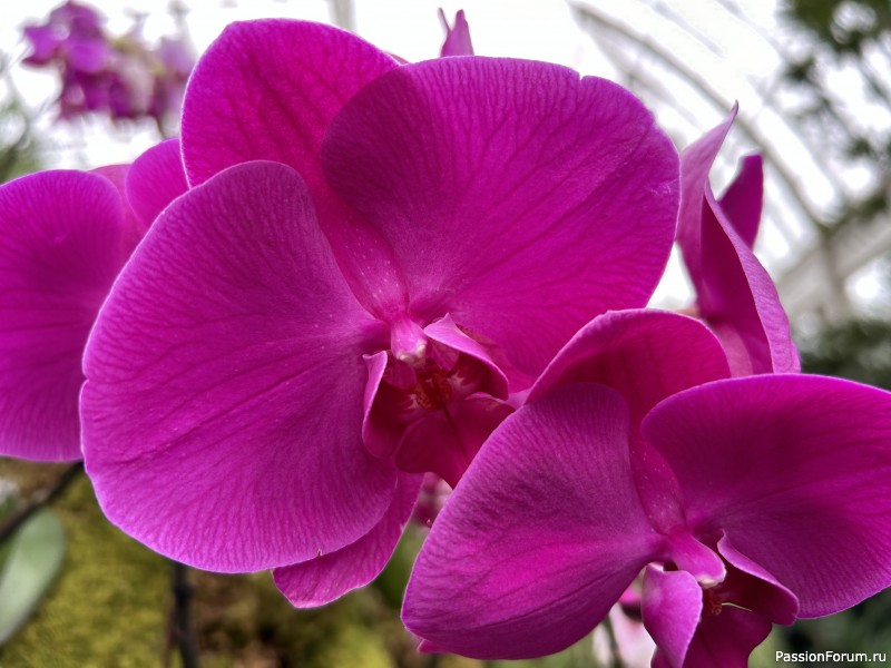 Из зимы в тропики на шоу орхидей.