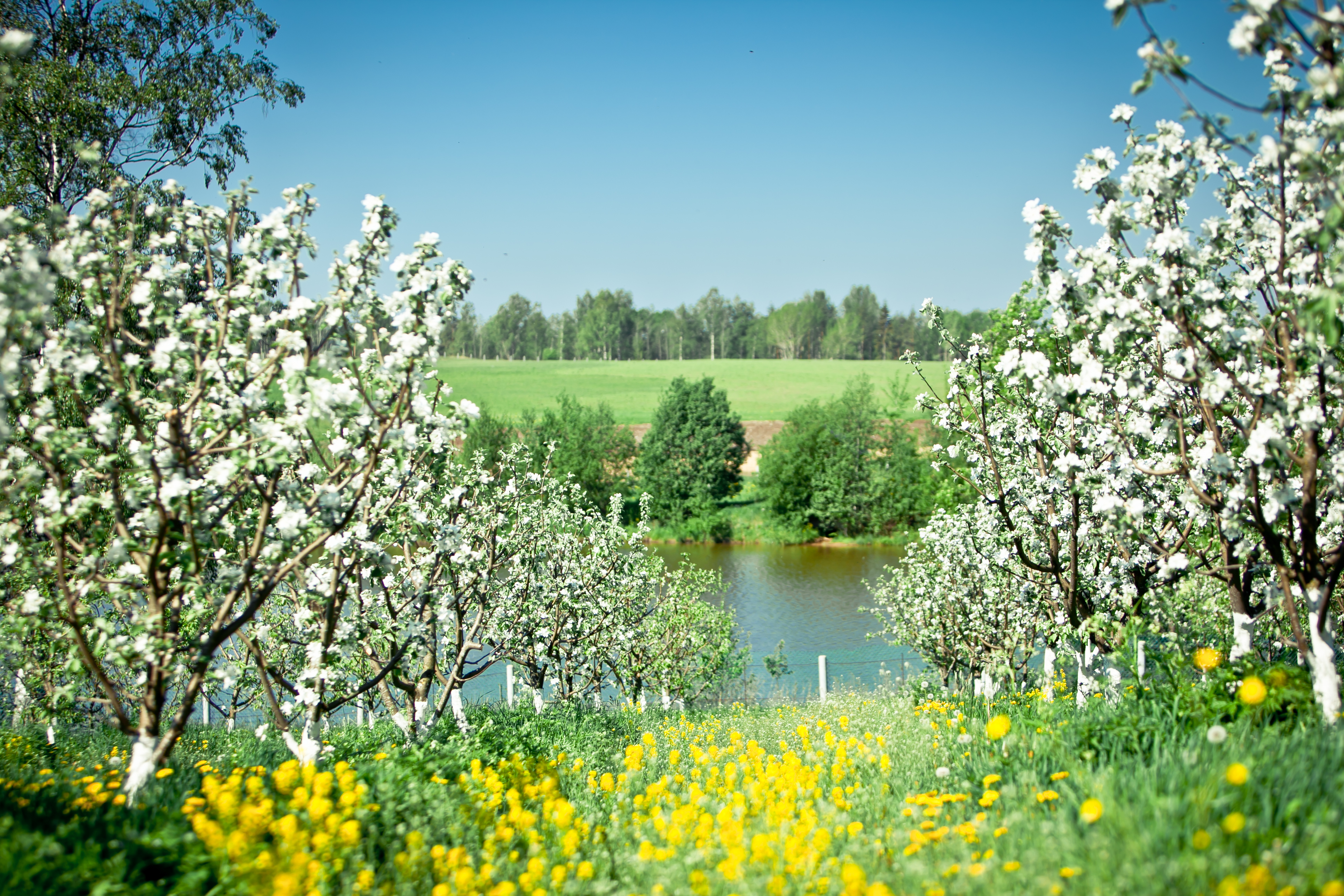Конец весны начало лета. Май цветущие сады. Май природа. Яблоневый сад в цвету.