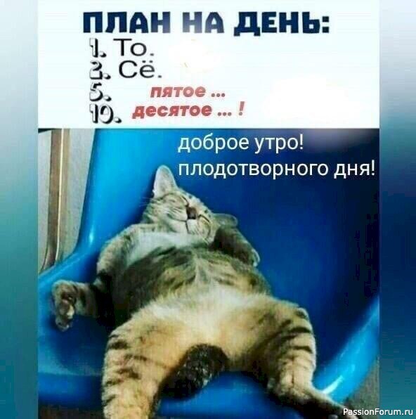 Ох, уж эти котики.....