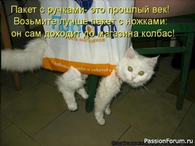 Ох, уж эти котики.....