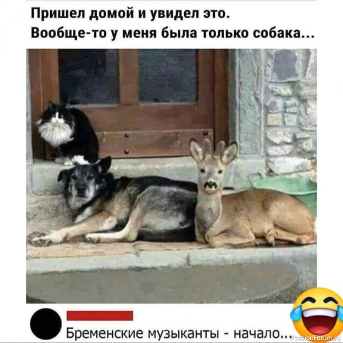 Эти забавные животные