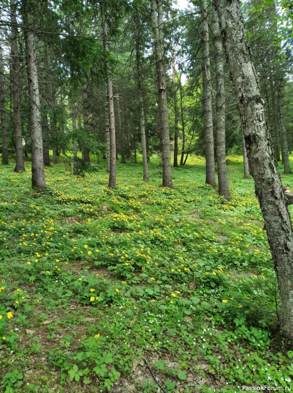 Перешиваю, снова перешиваю, или цветы, цветы...