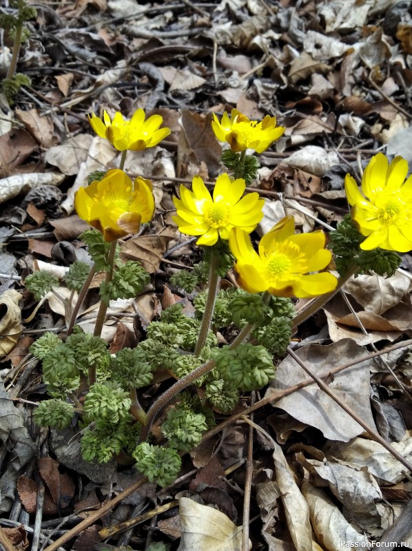 Вот такой апрель: диван, плед...