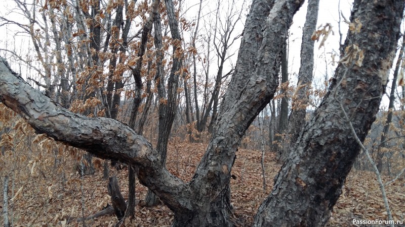 Тигра бояться - в лес не ходить, или вышитая "Сиеста"