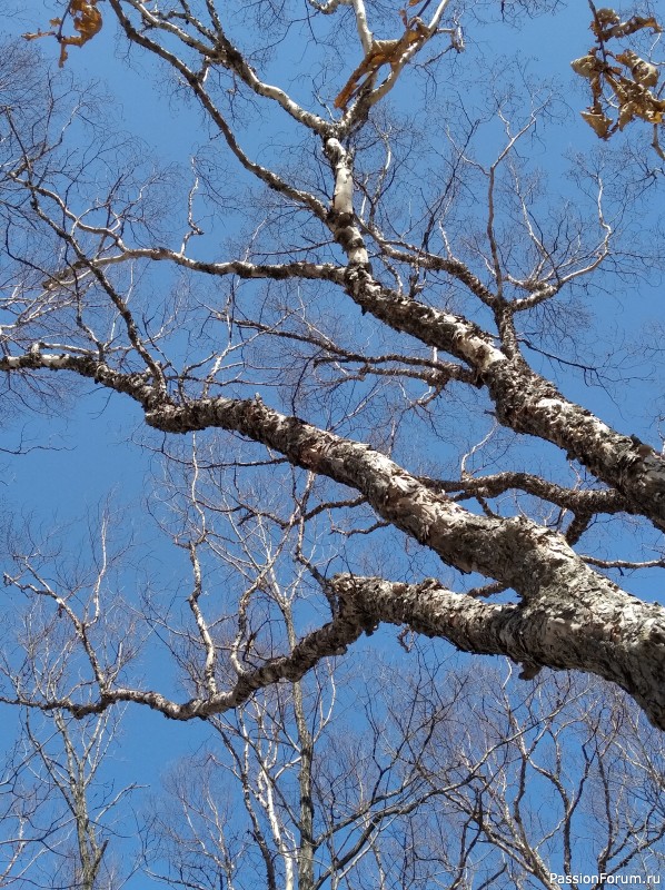 Тигра бояться - в лес не ходить, или вышитая "Сиеста"