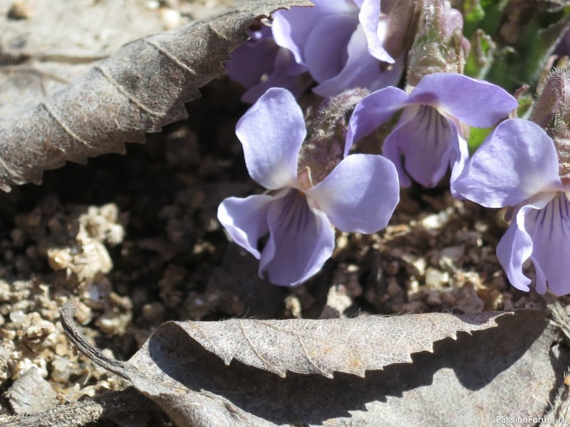Вот такой апрель: диван, плед...
